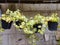 Hanging paperomia plant with small green and white leaves that propagate