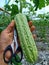 Hanging pare fruit