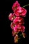 Hanging pink dotted phalaenopsis orchids with black background