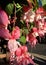 Hanging Pink Fushia Flowers