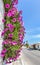 Hanging pink spanish daisies on wall near street