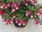 Hanging pink and white fuchsia plant against yellow wall