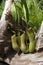 Hanging pitcher plants and driftwood