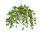 Hanging plant isolated