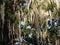 Hanging plant Spanish moss of the Aerophyte family hangs from trees