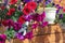 Hanging planters with petunia flowers against wooden wall