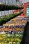 Hanging plants and flats of pansies