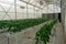 Hanging plants inside a pot in a greenhouse