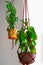 Hanging plants in macrame against the white wall