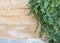 Hanging plants on mediterranean brick wall