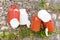 Hanging plastic white and brown milk cans