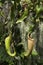 Hanging pods of a pitcher plants with moss in background