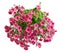 Hanging pot with pink althea flowers isolated