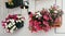 Hanging pots with beautiful petunia flowers