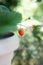 Hanging potted strawberry plant with small fruit isolated with shallow depth of field