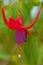 Hanging purple flower