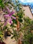 A hanging purple  flower in a blurred background