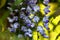 Hanging purple Wisteria floribunda flowers in spring garden