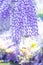 Hanging purple Wisteria Flowers