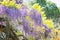 Hanging purple Wisteria Flowers