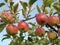 Hanging red apples on a tree branch