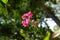 Hanging red pink bougainville flower