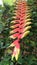 Hanging red and yellow lobster claws flower