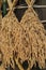 Hanging rice in the husks, paddy, unmilled