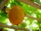 Hanging ripe gac fruit on its vine in the garden