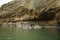 Hanging rocks in the indravati river gorge