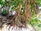 Hanging root of banyan tree image india