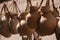 Hanging rough clay jars