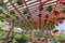 Hanging senecio string and sedum succulent plants along with the string lights on a red pergola roof