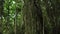 Hanging stems of climbing plants in an old wild forest.