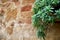 Hanging Succulent on Brick Wall on Left in Tuscany