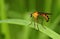 Hanging thief robber fly