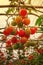 Hanging tomatoes ripening in greenhouse