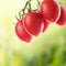 Hanging tomatoes in sunny garden