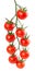 Hanging tomatoes on white background