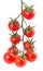 Hanging tomatoes on white background
