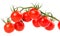 Hanging tomatoes on white background