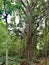 Hanging tree roots in forest