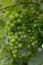 Hanging unripe unpicked green grapes - organic agriculture