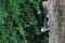 Hanging upside down on a tree trunk, a gray and white squirrel searches for food near a deep green, bush.