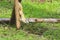 Hanging upside down on a wooden tree support, a rare white squirrel, on high alert, searches for food, near the ground.