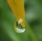 A hanging water drop from leaf edge with reflections