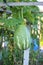 Hanging Watermelon Garden