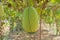 Hanging winter melon in the garden or Wax gourd, Chalkumra