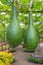 Hanging winter melon in the garden or Wax gourd, Chalkumra in fa