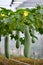 Hanging winter melon plant and fruits